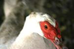 <img150*0:stuff/z/169023/Birds%252c%2520No%2520Bees./i1280428934_6.jpg>