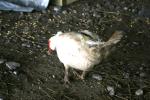 <img150*0:stuff/z/169023/Birds%252c%2520No%2520Bees./i1280428934_7.jpg>