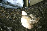 <img150*0:stuff/z/169023/Birds%252c%2520No%2520Bees./i1280428934_8.jpg>