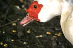 <img150*0:stuff/z/169023/Birds%252c%2520No%2520Bees./i1280428934_9.jpg>