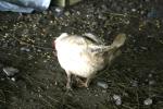 <img150*0:stuff/z/169023/Birds%252c%2520No%2520Bees./i1280428935_13.jpg>