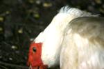 <img150*0:stuff/z/169023/Birds%252c%2520No%2520Bees./i1280428935_14.jpg>