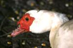 <img150*0:stuff/z/169023/Birds%252c%2520No%2520Bees./i1280428935_15.jpg>
