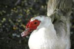 <img150*0:stuff/z/169023/Birds%252c%2520No%2520Bees./i1280428935_17.jpg>