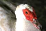 <img150*0:stuff/z/169023/Birds%252c%2520No%2520Bees./i1280428935_18.jpg>