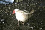 <img150*0:stuff/z/169023/Birds%252c%2520No%2520Bees./i1280428935_19.jpg>