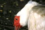 <img150*0:stuff/z/169023/Birds%252c%2520No%2520Bees./i1280428935_20.jpg>