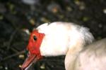 <img150*0:stuff/z/169023/Birds%252c%2520No%2520Bees./i1280428935_21.jpg>