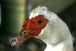 <img150*0:stuff/z/169023/Birds%252c%2520No%2520Bees./i1280428935_22.jpg>