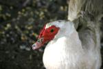 <img150*0:stuff/z/169023/Birds%252c%2520No%2520Bees./i1280428935_23.jpg>