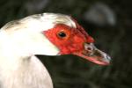 <img150*0:stuff/z/169023/Birds%252c%2520No%2520Bees./i1280428935_24.jpg>