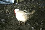 <img150*0:stuff/z/169023/Birds%252c%2520No%2520Bees./i1280428936_25.jpg>