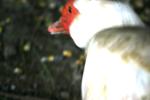 <img150*0:stuff/z/169023/Birds%252c%2520No%2520Bees./i1280428936_26.jpg>