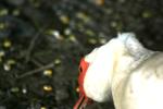 <img150*0:stuff/z/169023/Birds%252c%2520No%2520Bees./i1280428936_27.jpg>