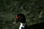 <img150*0:stuff/z/169023/Birds%252c%2520No%2520Bees./i1280428936_28.jpg>