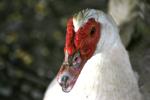 <img150*0:stuff/z/169023/Birds%252c%2520No%2520Bees./i1280428936_29.jpg>