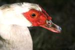 <img150*0:stuff/z/169023/Birds%252c%2520No%2520Bees./i1280428936_30.jpg>