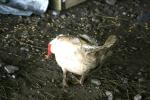 <img150*0:stuff/z/169023/Birds%252c%2520No%2520Bees./i1280428936_31.jpg>