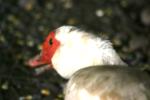 <img150*0:stuff/z/169023/Birds%252c%2520No%2520Bees./i1280428936_32.jpg>