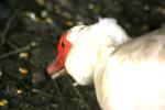 <img150*0:stuff/z/169023/Birds%252c%2520No%2520Bees./i1280428936_33.jpg>