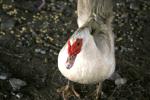 <img150*0:stuff/z/169023/Birds%252c%2520No%2520Bees./i1280428936_34.jpg>