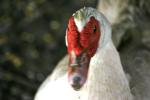 <img150*0:stuff/z/169023/Birds%252c%2520No%2520Bees./i1280428936_35.jpg>