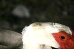 <img150*0:stuff/z/169023/Birds%252c%2520No%2520Bees./i1280428936_36.jpg>