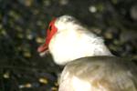 <img150*0:stuff/z/169023/Birds%252c%2520No%2520Bees./i1280428937_38.jpg>