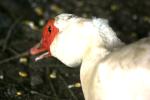 <img150*0:stuff/z/169023/Birds%252c%2520No%2520Bees./i1280428937_39.jpg>
