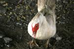 <img150*0:stuff/z/169023/Birds%252c%2520No%2520Bees./i1280428937_40.jpg>