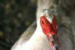 <img150*0:stuff/z/169023/Birds%252c%2520No%2520Bees./i1280428937_41.jpg>