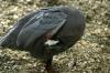 <img100*0:stuff/z/169023/Birds./i1283884822_1.jpg>