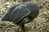 <img100*0:stuff/z/169023/Birds./i1283884822_2.jpg>