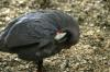 <img100*0:stuff/z/169023/Birds./i1283884822_3.jpg>