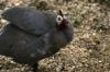 <img100*0:stuff/z/169023/Birds./i1283884822_4.jpg>