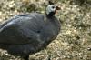 <img100*0:stuff/z/169023/Birds./i1283884822_5.jpg>