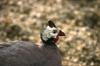 <img100*0:stuff/z/169023/Birds./i1283884822_6.jpg>