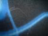 <img100*0:stuff/z/169023/Black%2520and%2520Blue%252024/i1258920028_13.jpg>