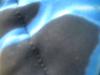 <img100*0:stuff/z/169023/Black%2520and%2520Blue%252024/i1258920028_9.jpg>