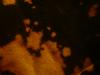 <img100*0:stuff/z/169023/Bleach%252027/i1259800017_2.jpg>