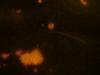 <img100*0:stuff/z/169023/Bleach%252027/i1259800017_3.jpg>