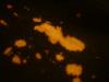 <img100*0:stuff/z/169023/Bleach%252027/i1259800017_4.jpg>