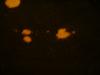<img100*0:stuff/z/169023/Bleach%252027/i1259800017_5.jpg>