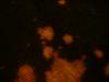 <img100*0:stuff/z/169023/Bleach%252027/i1259800017_6.jpg>