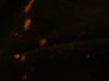 <img100*0:stuff/z/169023/Bleach%252027/i1259800017_7.jpg>