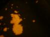 <img100*0:stuff/z/169023/Bleach%252027/i1259800017_9.jpg>