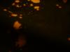 <img100*0:stuff/z/169023/Bleach%252027/i1259800018_12.jpg>