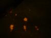 <img100*0:stuff/z/169023/Bleach%252027/i1259800018_13.jpg>