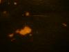 <img100*0:stuff/z/169023/Bleach%252027/i1259800018_14.jpg>
