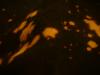 <img100*0:stuff/z/169023/Bleach%252027/i1259800018_16.jpg>